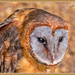 Ashy-Faced Barn Owl by carolmw