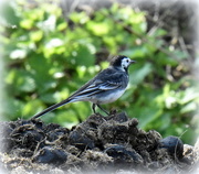 28th Mar 2017 - Pied wagtail