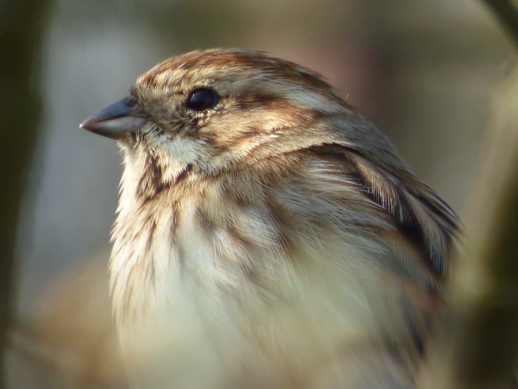 Reed Bunting by julienne1