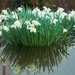 lakeland daffodils? by callymazoo