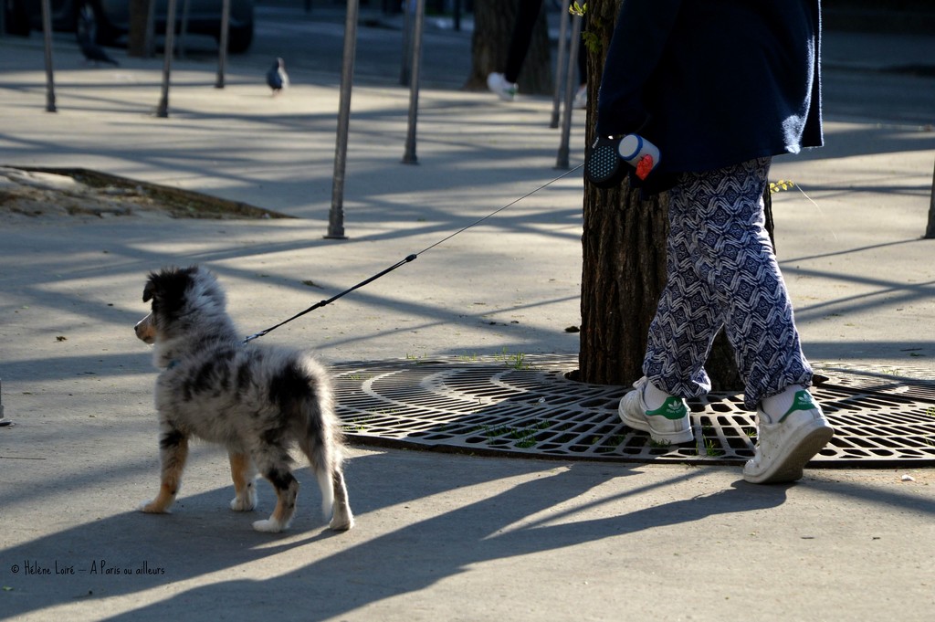 Walking the puppy by parisouailleurs