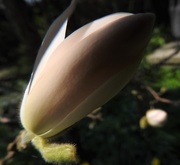 28th Mar 2017 - DSCN0568 Magnolia Stellata bud