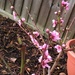 Tree Blossom by cataylor41