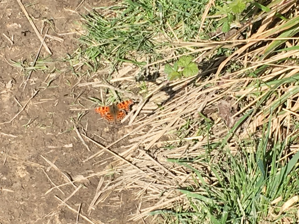 First Butterfly of the year by cataylor41
