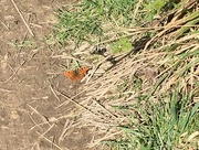 25th Mar 2017 - First Butterfly of the year