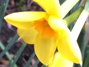14th Mar 2017 - Narcissus Flower