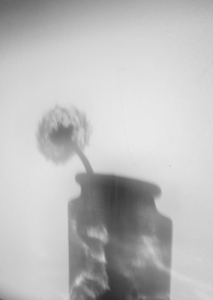 Dandelion shadow... by m2016