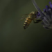 Bee Shindig by evalieutionspics