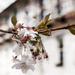 regency row blossom  by pistache
