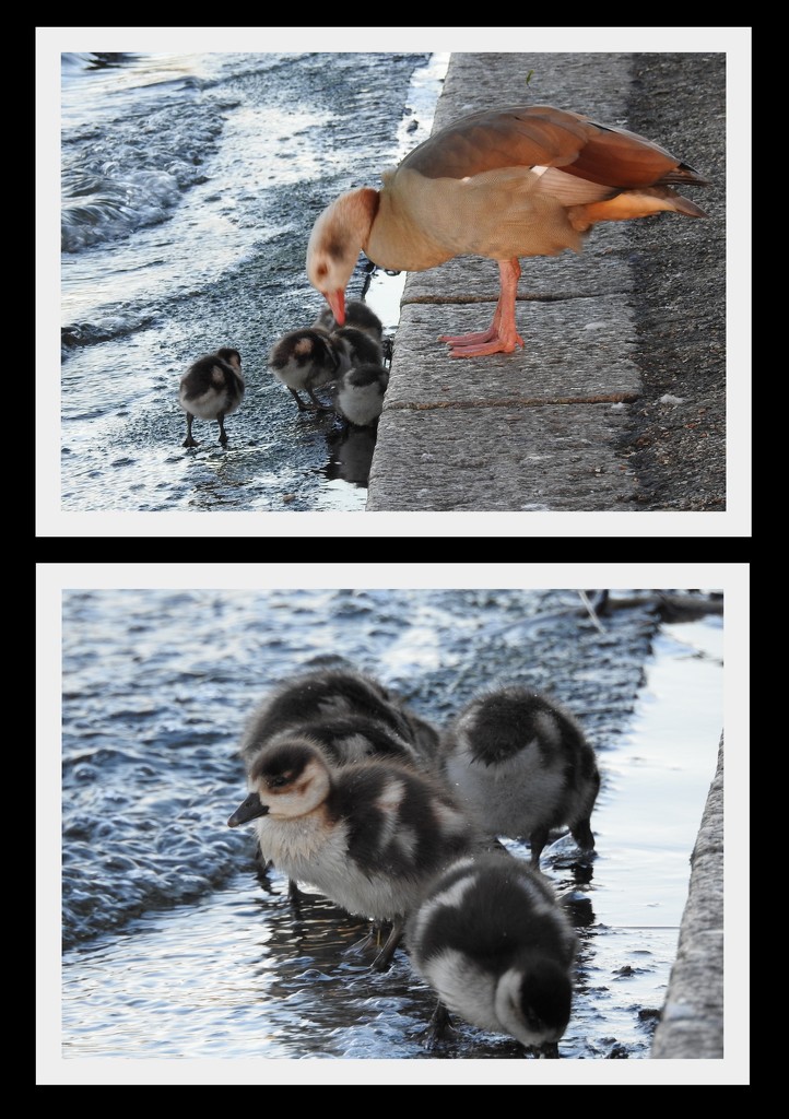 Egyptian Goose and Goslings  by oldjosh