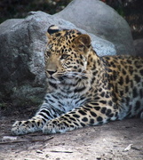 27th Mar 2017 - Leopard Cub