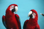 26th Mar 2017 - Macaws