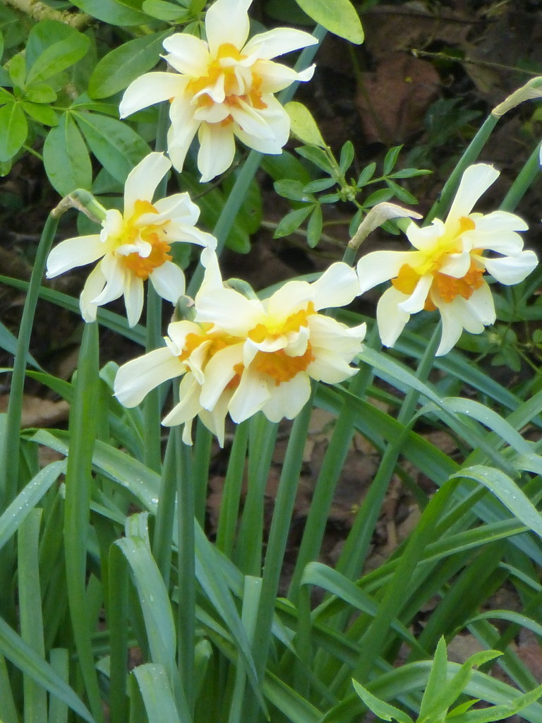 Daffodils  ...   by snowy