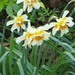 Daffodils  ...   by snowy