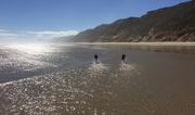 29th Mar 2017 - Looking north on West Coast beach