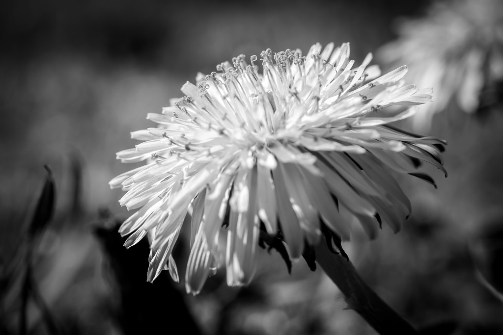 PLAY March - Fuji 60mm f/2.4: Dandelion by vignouse