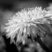 PLAY March - Fuji 60mm f/2.4: Dandelion by vignouse
