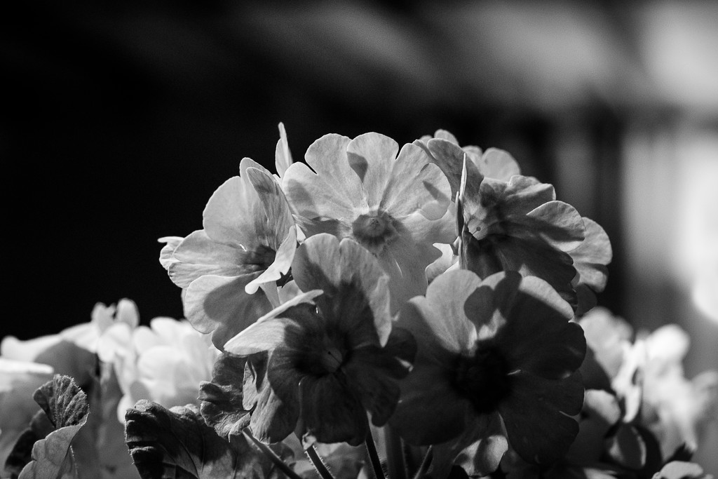 Pink Flowers... by vignouse