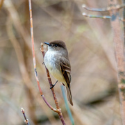 28th Mar 2017 - Eastern Phoebe