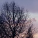 Morning Tree by linnypinny