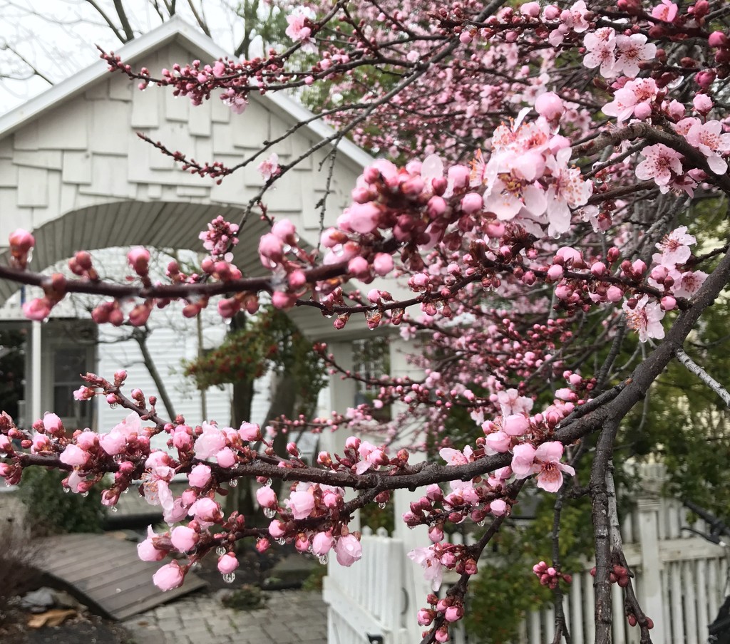 Spring trees by beckyk365