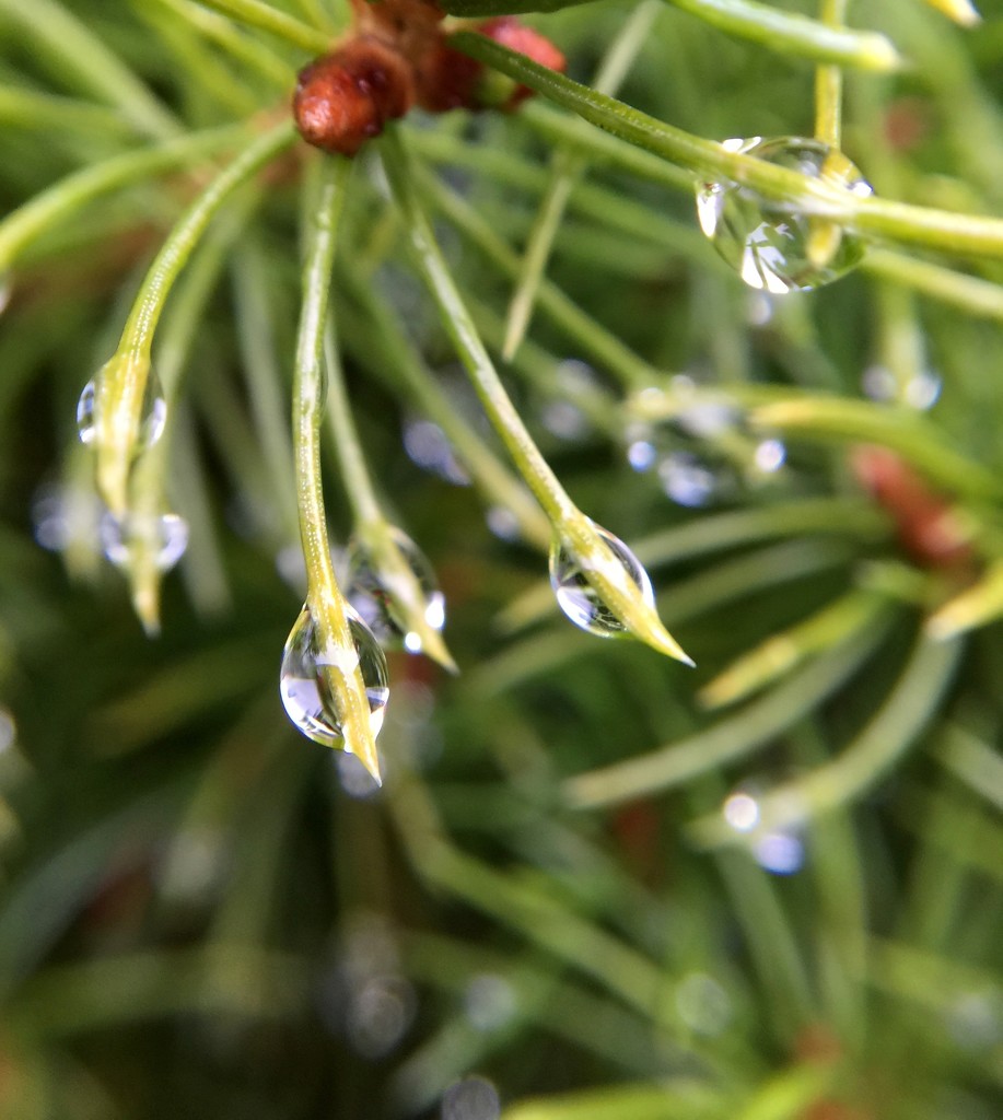 Day 209:  Raindrops by sheilalorson
