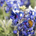 Bee in the Bluebonnets by gaylewood