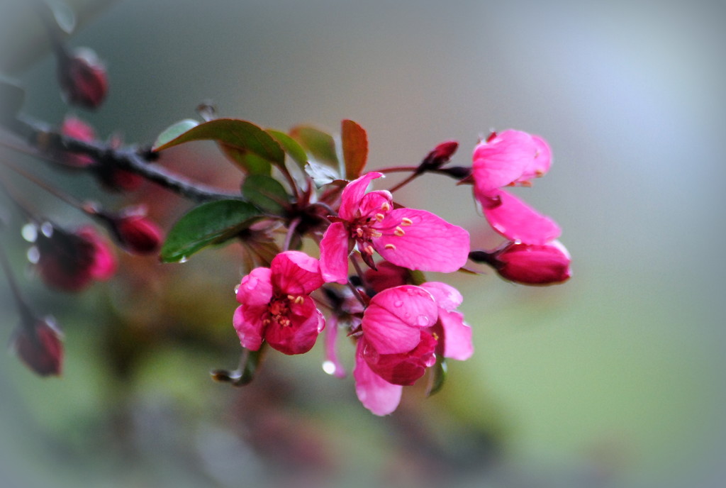 Fresh Spring Blossoms by genealogygenie