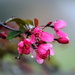 Fresh Spring Blossoms by genealogygenie