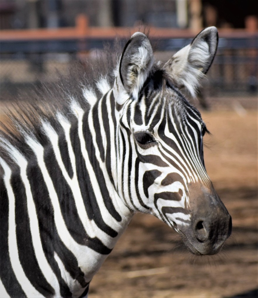 Zebra at Como Zoo by caitnessa