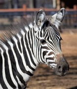 28th Mar 2017 - Zebra at Como Zoo