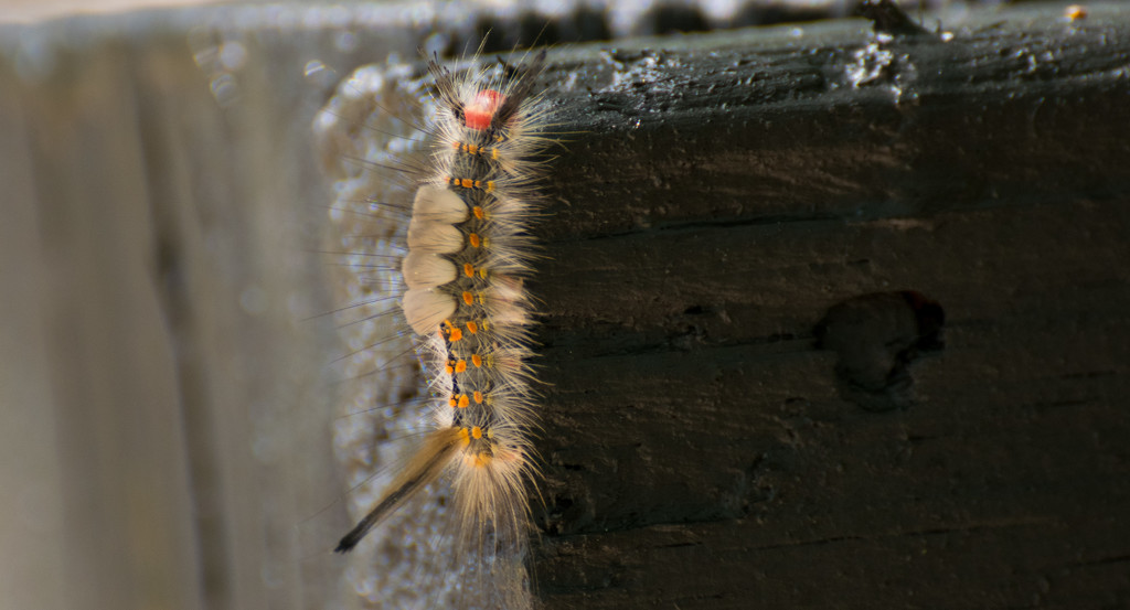 Tussock Moth Caterpillar! by rickster549