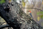 28th Mar 2017 - Red-bellied Woodpecker