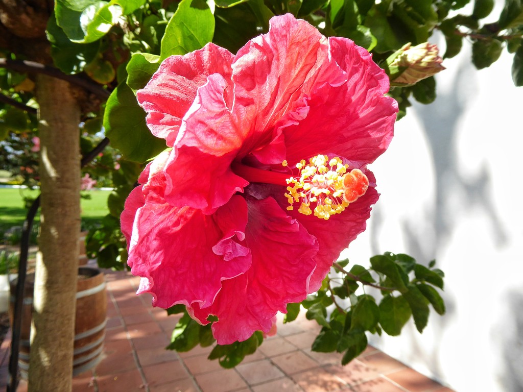Another beautiful Hibiscus by ludwigsdiana