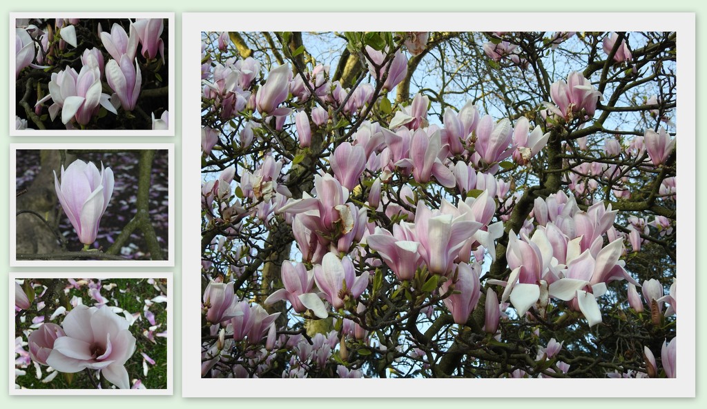 Magnolia - Kensington Gardens by oldjosh