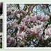 Magnolia - Kensington Gardens by oldjosh
