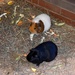Guinea Pigs by gillian1912