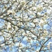 Pear Blossoms by gardenfolk