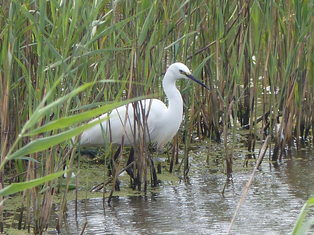  Little Egret at Walberswick Marshes, Suffolk by susiemc