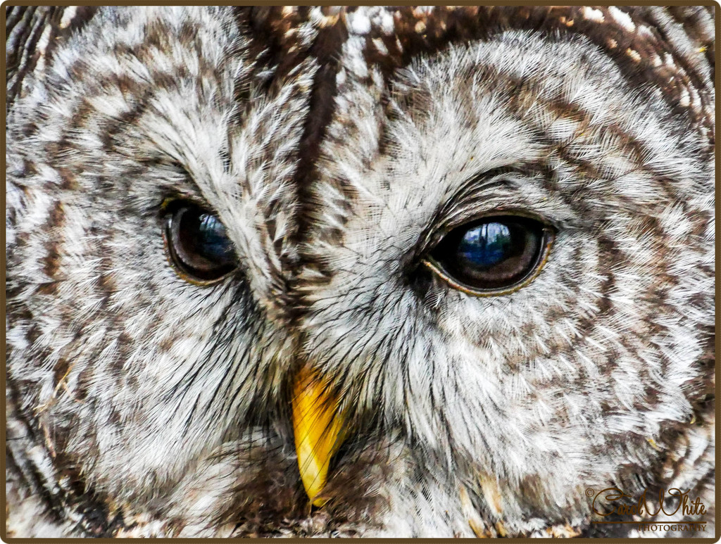 Wise Old Eyes,Bramble (Barred Owl,male) by carolmw