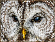 29th Mar 2017 - Wise Old Eyes,Bramble (Barred Owl,male)