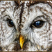 Wise Old Eyes,Bramble (Barred Owl,male) by carolmw