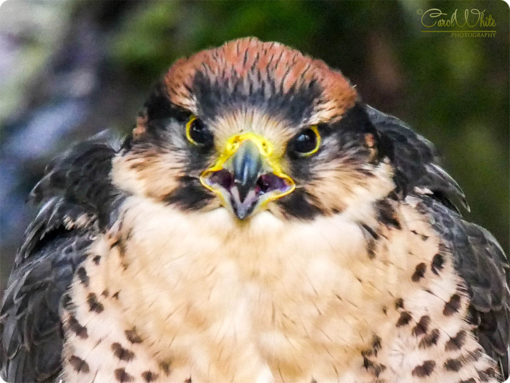 Peregrine Falcon by carolmw