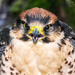 Peregrine Falcon by carolmw