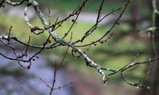 29th Mar 2017 - Tree branches with raindrops