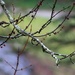 Tree branches with raindrops by mittens