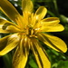 DSCN0582 wild yellow flower by marijbar