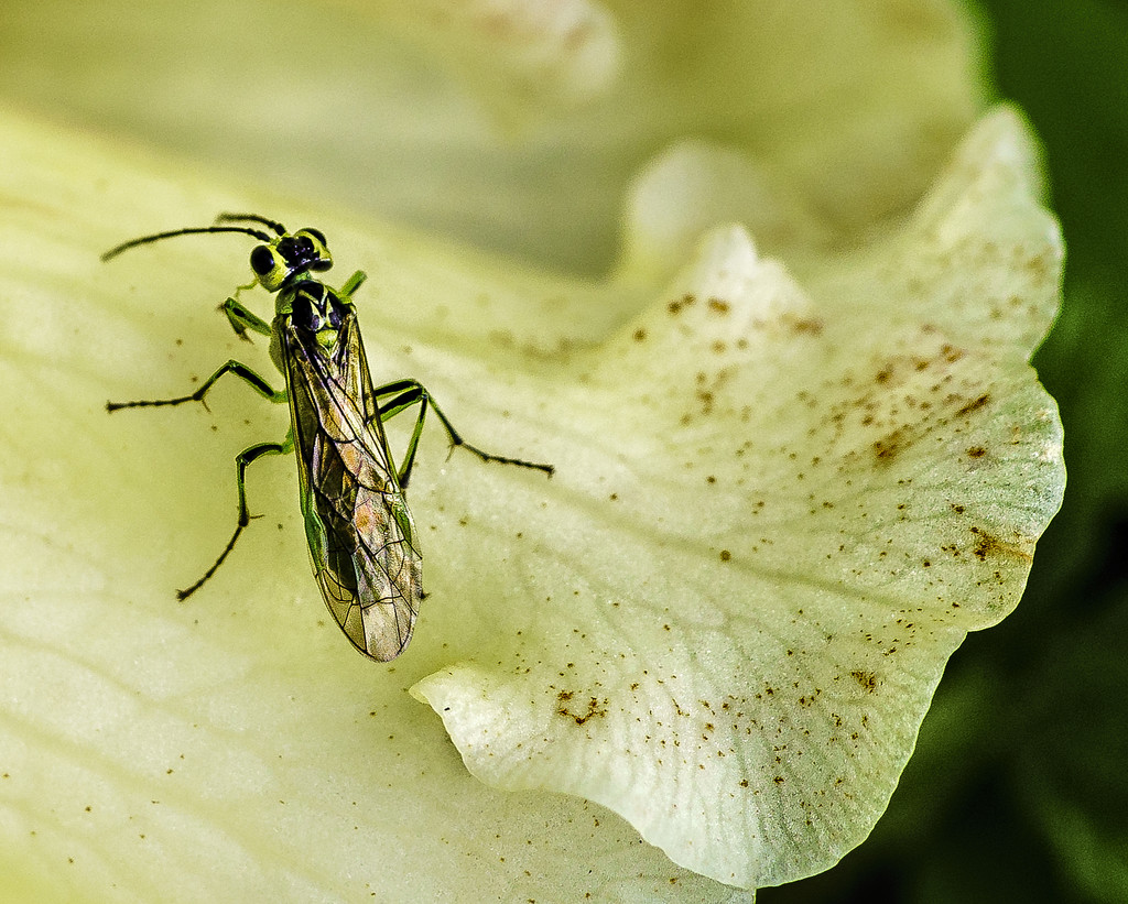Critter on Himalayan Rhododendron Flower  by jgpittenger