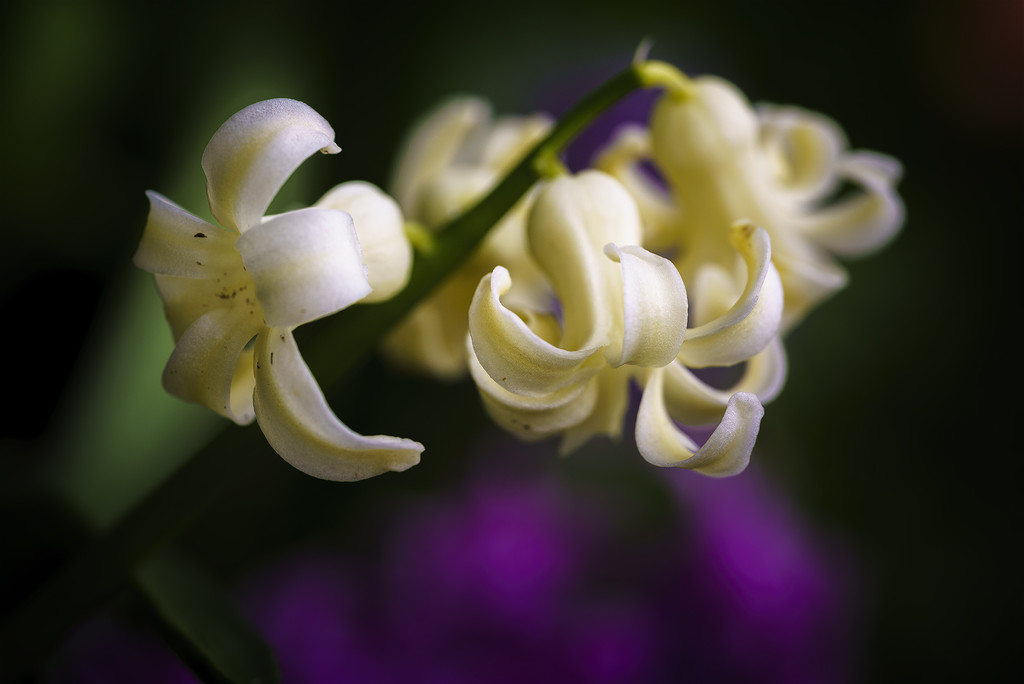 Hyacinth by jgpittenger