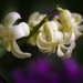 Hyacinth by jgpittenger